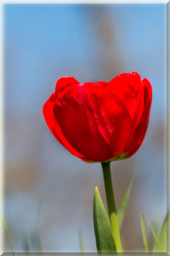 Rote Tulpe einzeln gerahmt hochkant © Jutta M. Jenning