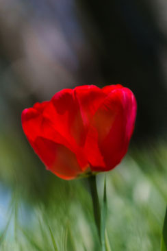 Rote Tulpe auf der Wiese hochkant © Jutta M. Jenning