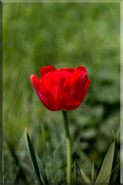 Rote Tulpe auf der Wiese gerahmt hochkant © Jutta M. Jenning