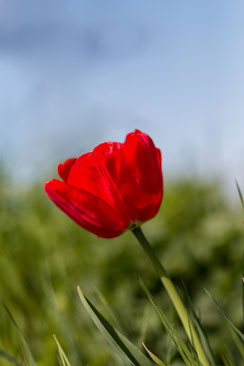 Rote Tulpe auf der Wiese hochkant © Jutta M. Jenning