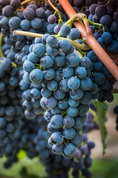 Blaue dunkle Weintrauben hängen an der Rebe im Weinberg-hochkant