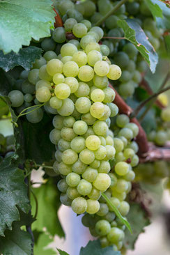 Helle Weintrauben reifen an der Rebe im Weinberg-hochkant