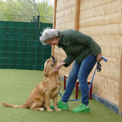 Hondenschool puppy privé training