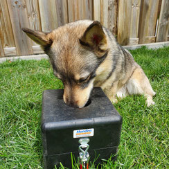 Hondenschool detectie neuswerk hond