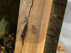 Schlechte Holzauswahl und fehlender konstruktiver Holzschutz bei einer 1 Jahr alten Holzbrücke