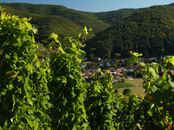 Der Ahrwein aus Mayschoss gehört zu der Kollektion vom "Weinhaus Rosenthal".