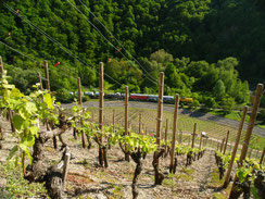 Die Weine von der Ahr kommen aus der wohl schönsten Weinlandschaft Deutschlands. Hier aus dem "Marienthaler Jesuitengarten".