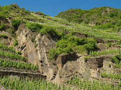 Die Weine von der Ahr sind unvergleichbar, weil die Böden aus schroffem Felsgestein bestehen, die dem Wein die unvergleichbare Note verleihen.