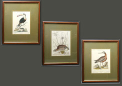 3 Stk. Original Kupferstiche Haselhuhn, Tuocan, Rebhuhn Johann Michael Seligmann, € 450,00