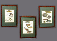 3er Set Original Kupferstiche Fische aus diversen Enzyklopädien gerahmt, € 300,00