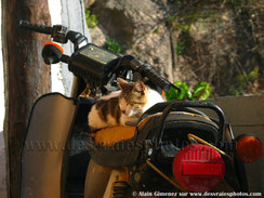  Grèce, chat, chat endormi, sieste, vieux scooter, vespa