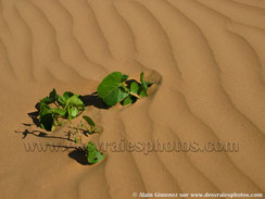 Mauritanie,Afrique,sahara occidental,désert,sable,dunes,végétation,herbe