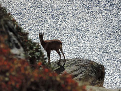 Isard sur l'eau, automne 2023.