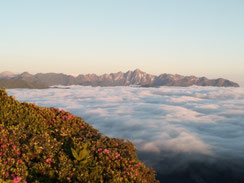 Mer de nuages et rodhodendrons en fleurs face au Valier, juin 2021.