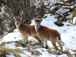 Bouquetins Ibériques, hiver 2024