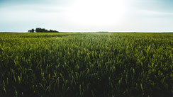 vladimir-malyutin-105283-unsplash