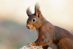 Eichhörnchen - LBV-Bildarchiv Foto: Frank Derer