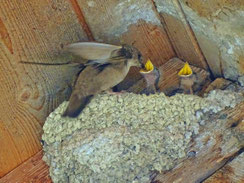 Felsenschwalbe, Foto: Robert Bradish