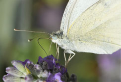Insekten
