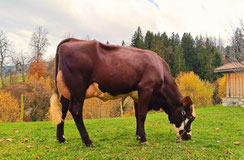 2ème : TALLA BEL (Pacman x Jager)