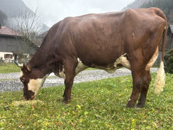 4ème : TORNADE (Léoparo x Mégastar)