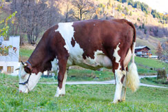 1ère : TINA (Passion x Manpower)