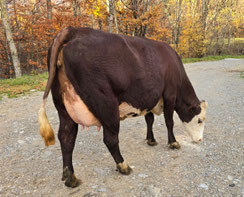 1ère : STROPHE (Oeillet x Tango)