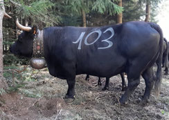 Tigresse :  EX 93