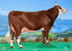 SISSI - Miss Nationale Vaches en Piste 2025