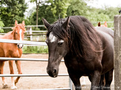 Friesenstute Wia, im Hintergrund läuft ihre Fuchstochter Fabella. | www.waldfriesen.de www.forest-friesian.com Foto:www.visovio.de | fuchsfriesen chestnutfriesians redfriesians foxfriesians