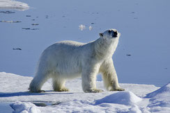 Eisbär, Fotografie Jens Kähler