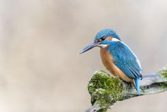 Foto: Bosch Christoph