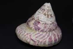 coquillage nacrier utilisé pour les boutons de nacre