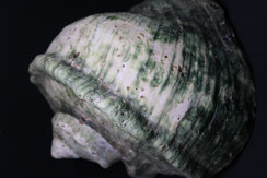 coquillage nacrier 