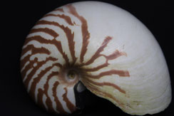 Nautile de Nouvelle Calédonie coquillage nacrier