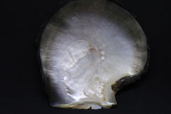 coquillage nacrier de Polynésie