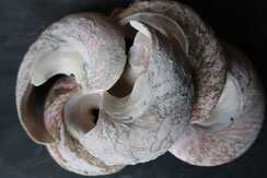 Premières découpes de la coquille de troca bijoux nacre troca