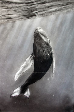 whale into the light drawing by french pencil artist Magali Lapeyre-Mirande baleine dans la lumière dessin artiste dessinatrice