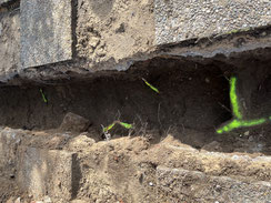 Festlegung von Baumschutzmaßnahmen bei Baumaßnahmen