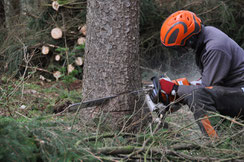 Forstservice, Holzbringung, Holzschlägerung, Baumabtragung, Markus Ganotz, Steiermark