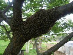 この蜂球群もゴミ袋で捕獲