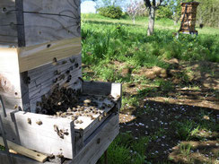 分蜂開始、巣箱から飛び立つ蜂たち
