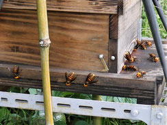 巣箱に群がるキイロスズメバチ