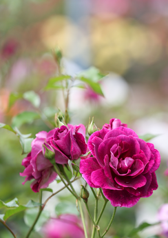 Rosenmanoth 55