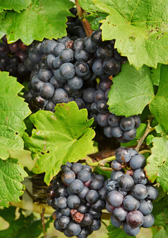 Weinmanoth 55