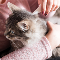 Soignez votre chat contre les puces 