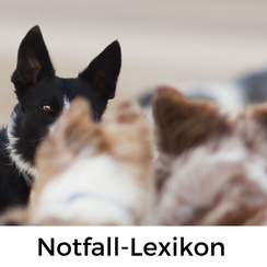 Notfall-Lexikon Französisch für Hundeurlauber