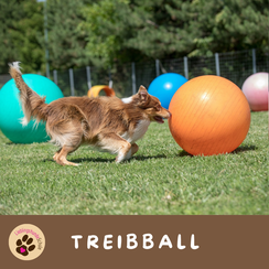 Treibball München Ost