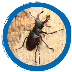 Zuordnungsspiel Insekten
