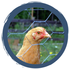 Das globale Huhn